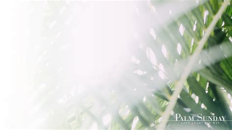 Palm Sunday Wallpapers Top Free Palm Sunday Backgrounds Wallpaperaccess