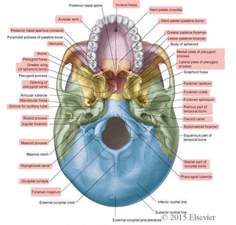 Hypoglossal Canal Inferior View