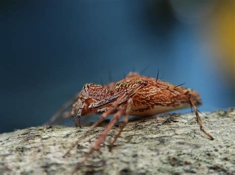 Lynx Spiders Project Noah