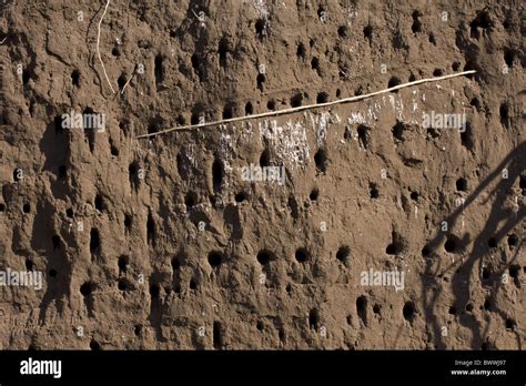 White fronted bee-eater nesting holes Stock Photo - Alamy