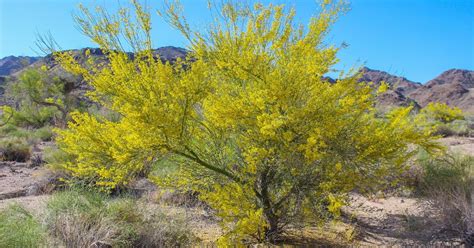 Cannundrums: Blue Palo Verde Tree