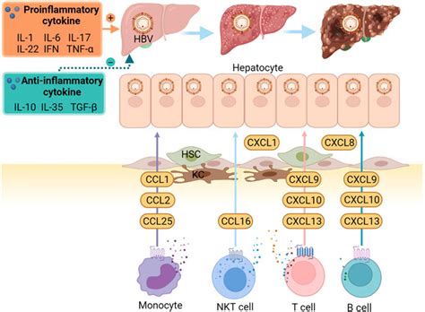 Frontiers Cytokines And Chemokines In Hbv Infection