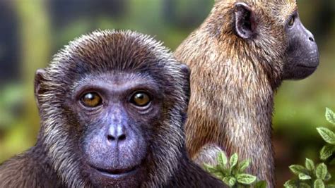 25 million year old primate fossils unearthed in Tanzania : r/science