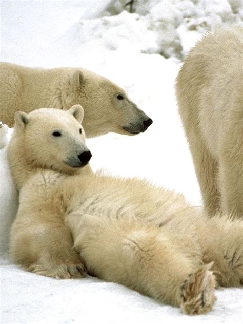 Canadian Polar Bear