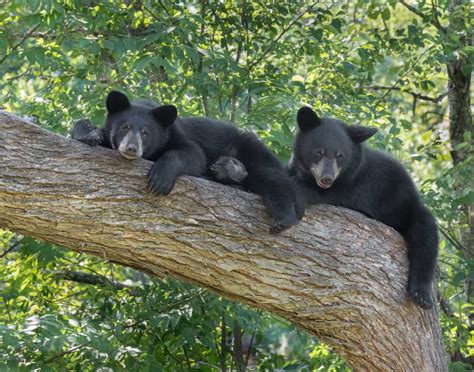 5 Things to Know About Black Bears in the Great Smoky Mountains National Park