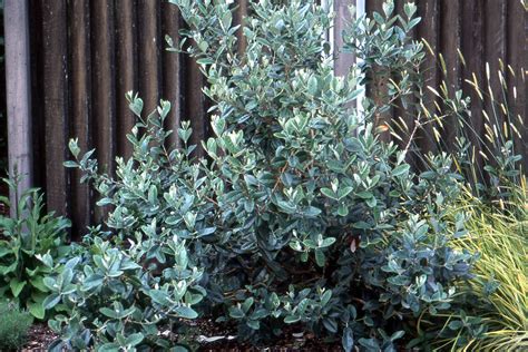 Feijoa Sellowiana Landscape Plants Oregon State University