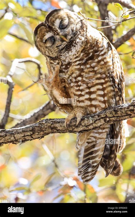 Mexican Spotted Owl Or Strix Occidentalis Lucida Very Difficult To