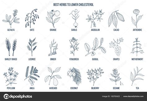 Collection Of Best Herbs For Lower Cholesterol Stock Vector By