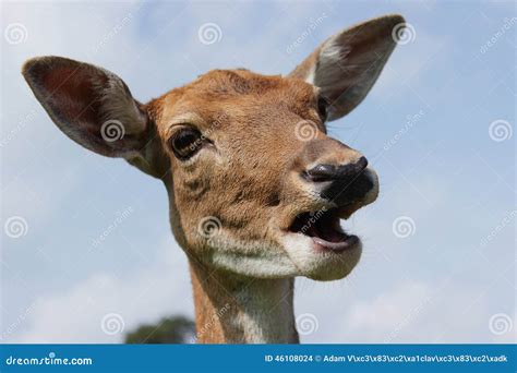 Fallow Deer Female Stock Photo Image Of Antler Female 46108024