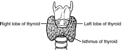 Isthmus of thyroid | definition of isthmus of thyroid by Medical dictionary