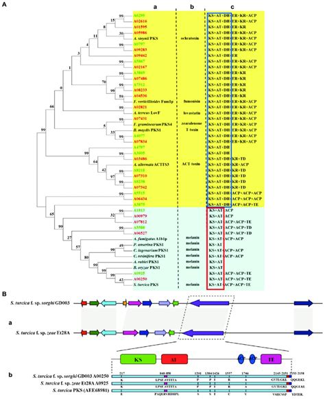 Comparative Analysis Of Polyketide Synthase Pks Key Genes Of Two