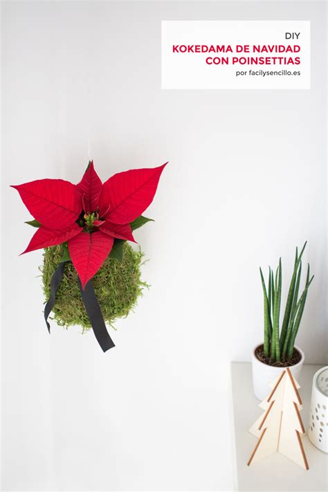 Kokedama De Navidad Con Poinsettia Fácil Y Sencillo