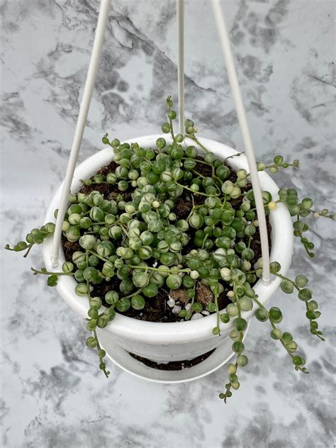 Variegated String Of Pearls Senecio Rowleyanus Variegata 4” Hanging