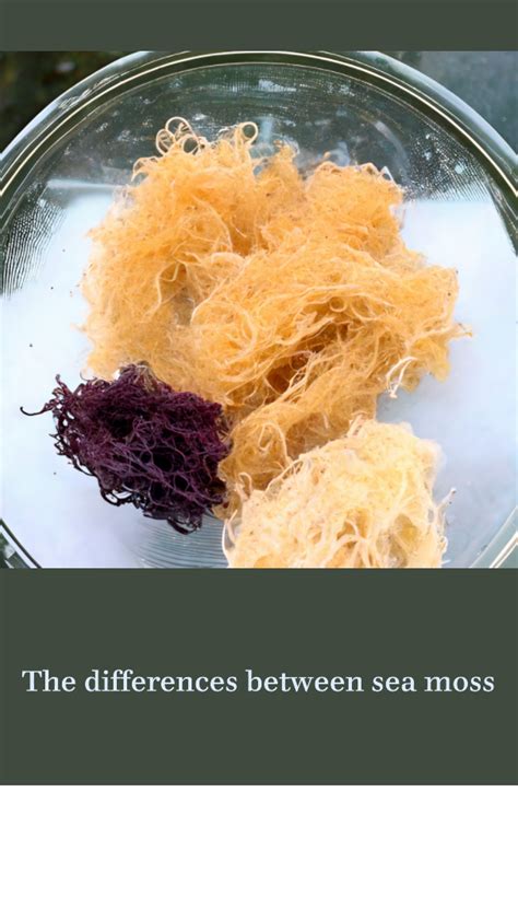 Exploring Sea Moss Varieties Differences And Preferences