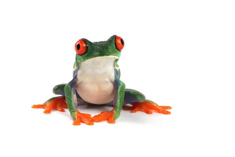 Red Eye Tree Frog For Sale Pet City Houston