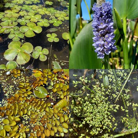 Invasive Water Plants – Why We Should Not Have Them - Pond and Garden ...