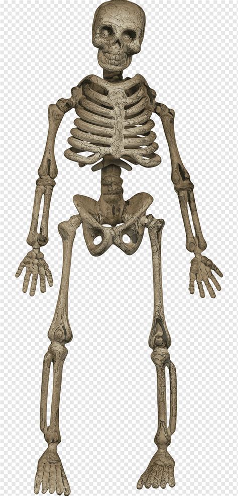 Human Skeleton Homo Sapiens Bone Human Skeleton Human Human Body