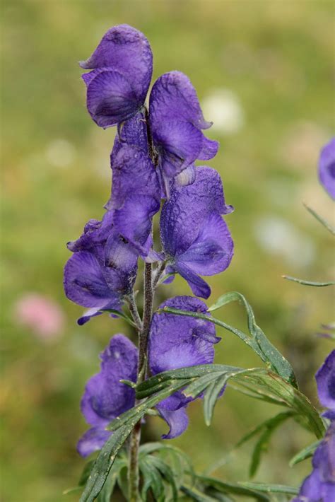 Blauer Eisenhut Aconitum Napellus Blume Mit Blauer V Flickr