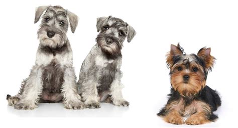 Snorkie Is The Miniature Schnauzer Yorkie Mix Right For You Yorkie