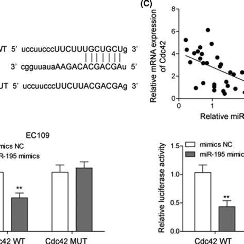 Direct Binding Between Lncrna Snhg1mir‐195 And Mir‐195cdc42 In