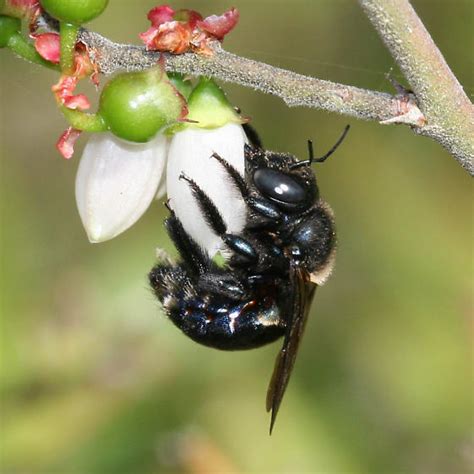 Southern Carpenter Bee Xylocopa Micans Bugguide Net