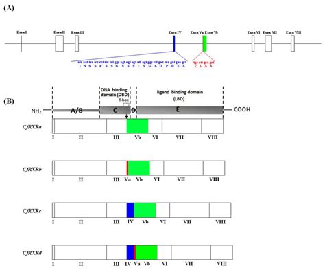 A Schematic Diagram Showing The Genomic Structure And Alternative