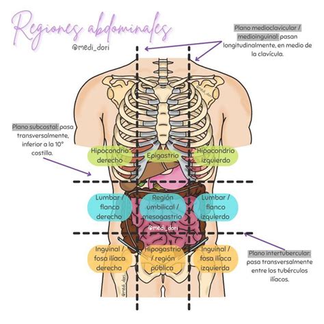 Regiones Abdominales Cosas De Enfermeria Anatomia Y Fisiologia