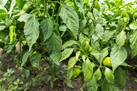Green Chili Pepper Hot Paprika Plant Growith In Garden Farm Stock Image Image Of Nutrition