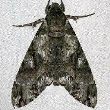 Moth Photographers Group – Cocytius antaeus – 7772