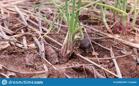 Enfermedad De La Cebolla De Shallot En La Planta De Campo Imagen De