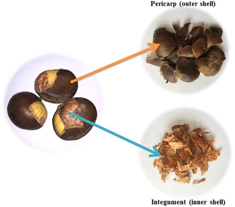 Chestnut shell (inner and outer shell) | Download Scientific Diagram