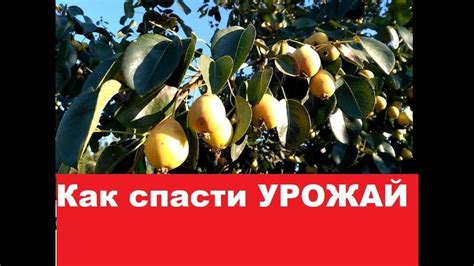 Как СПАСТИ Урожай? | Fruit, Olive