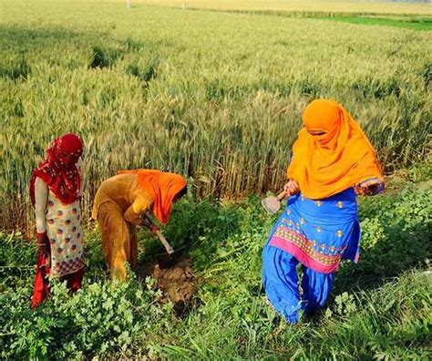 Dalit Women Labourers In Punjab Farms Battle Sex Abuse India News