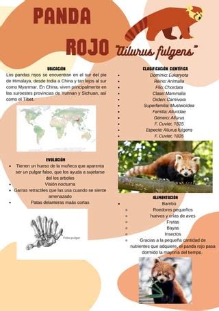 Taxonomía del Panda Rojo | PDF