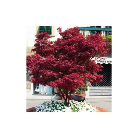 Acero Rosso Giapponese Acer Palmatum Fire Glow In Vaso