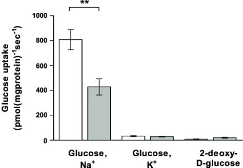 Histograms Showing Initial Rates Of Uptake Of D Glucose Into BBMV In