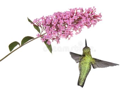 Hummingbird Floats Under A Butterfly Bush Stock Image - Image of green ...