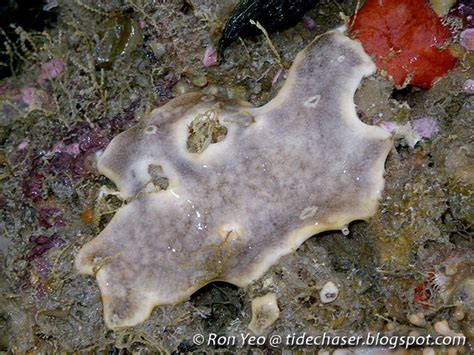 tHE tiDE cHAsER: Ascidians & Other Tunicates (Phylum Chordata: Subphylum Tunicata) of Singapore