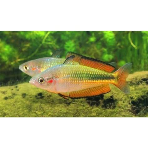 Papuan Rainbowfish Hollywood Fish Farm Online