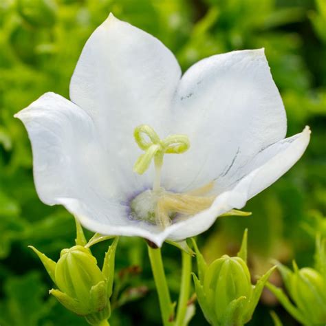 Dzwonek Karpacki Avida White Campanula Carpatica