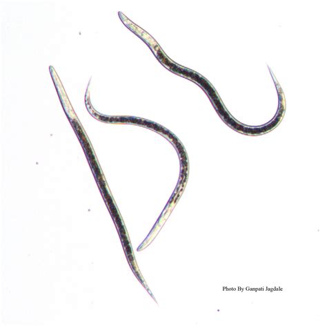 A New Steinernematid Nematode Species From India — Nematode Information