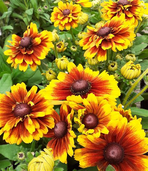 Rudbeckia ‘summerdaisy Red Bicolour Proctors Nursery