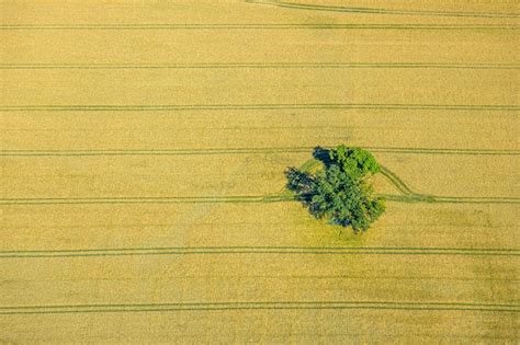 Luftbild Norddinker Baum Insel Auf Einem Feld In Norddinker Im