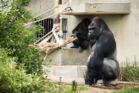 Handsome Gorilla Makes Species Most Popular Animals At Japan Zoo