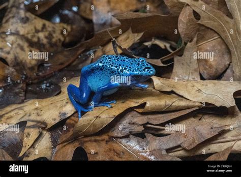 Blue Poison Dart Frog Dendrobates Azureus Resides In Northeastern