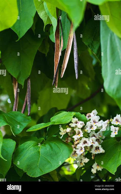 Arbre Catalpa Avec Des Fleurs Et Des Feuilles Catalpa Bignonioides