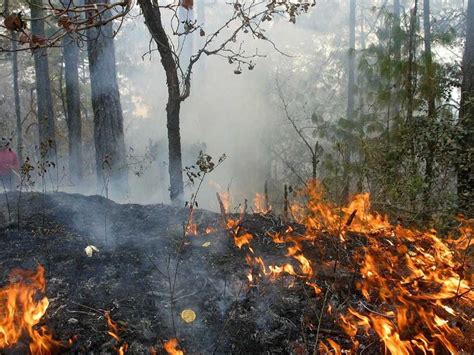 Casi 800 Hectáreas Afectadas Por Incendios Forestales En Áreas