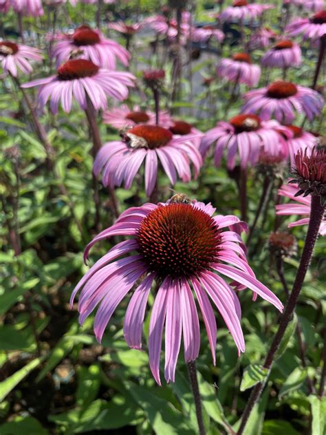 Sonnenhut Augustk Nigin Echinacea Purpurea Wyss Shop