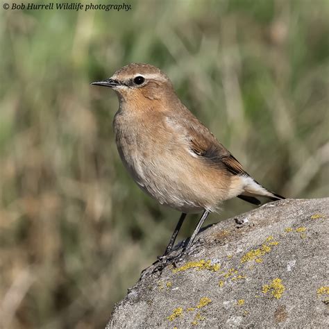 Wheatear Female Rspb Marshside Bob Hurrell Wildlife Flickr