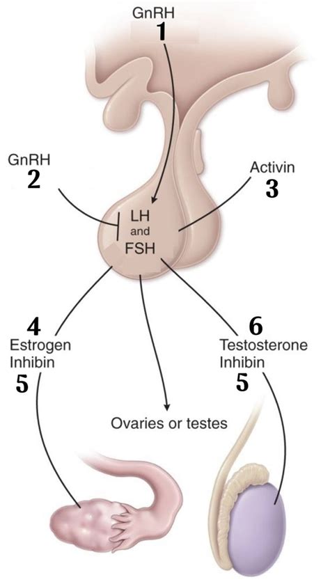 Regulation Of Hypothalamic Pituitary Gonadal Axis Diagram Quizlet